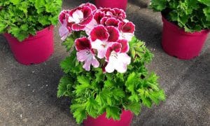 Horticulteur Fernandez